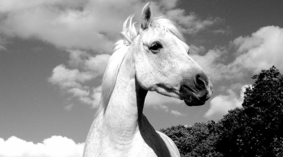 The Unicorns in my Life